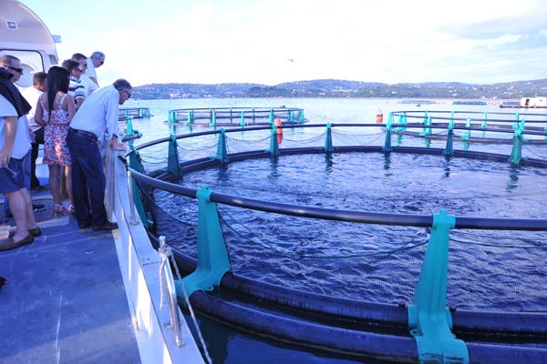 Fonda Sea Bass farm