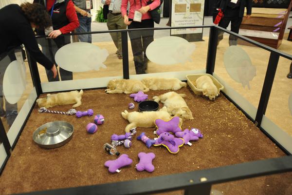 Puppies Plan on Smartstrand Carpet